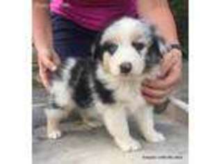 Australian Shepherd Puppy for sale in Stephens City, VA, USA