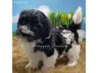 Havanese Puppy for sale in Weiser, ID, USA