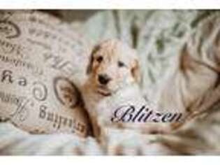 Goldendoodle Puppy for sale in Sanford, ME, USA