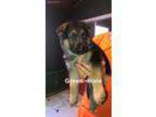 German Shepherd Dog Puppy for sale in Charleroi, PA, USA