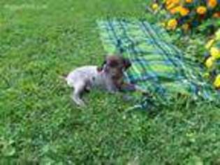 German Shorthaired Pointer Puppy for sale in Millersburg, OH, USA
