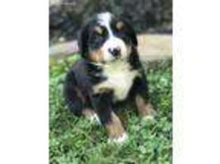 Bernese Mountain Dog Puppy for sale in Frazeysburg, OH, USA