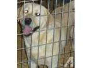 Labrador Retriever Puppy for sale in ALGONQUIN, IL, USA