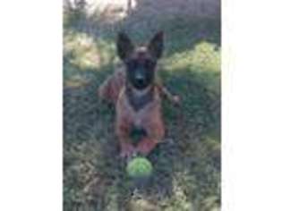 Belgian Malinois Puppy for sale in El Centro, CA, USA