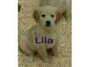 Golden Retriever Puppy for sale in Alma, MI, USA