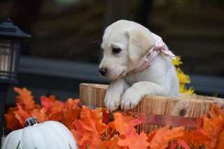 Labrador Retriever Puppy for sale in Oak Park, IL, USA