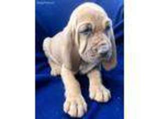 Bloodhound Puppy for sale in Mount Hope, AL, USA