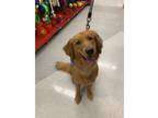 Golden Retriever Puppy for sale in New Bedford, MA, USA