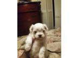 Maltese Puppy for sale in Gainesville, FL, USA