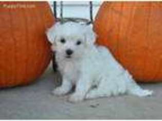 Maltese Puppy for sale in Lancaster, MO, USA
