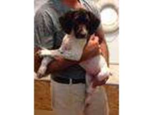 German Shorthaired Pointer Puppy for sale in Mechanicsville, VA, USA