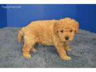 Labradoodle Puppy for sale in Fountain Inn, SC, USA