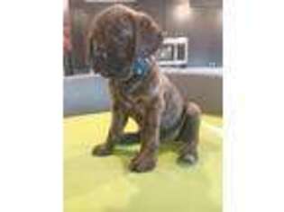 Cane Corso Puppy for sale in Merced, CA, USA