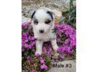 Miniature Australian Shepherd Puppy for sale in Livonia, MO, USA