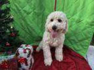 Goldendoodle Puppy for sale in Upper Sandusky, OH, USA