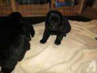 Newfoundland Puppy for sale in ONTARIO, WI, USA