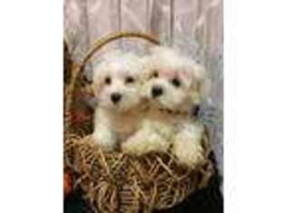 Maltese Puppy for sale in Winchester, IN, USA