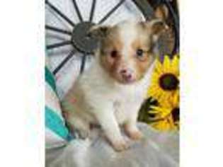 Shetland Sheepdog Puppy for sale in New Haven, IN, USA