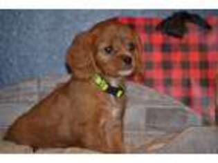 Cavapoo Puppy for sale in Kalona, IA, USA