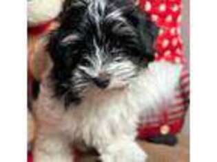 Havanese Puppy for sale in Hagerman, ID, USA