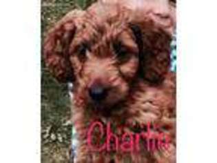 Goldendoodle Puppy for sale in Andover, MN, USA