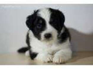 Miniature Australian Shepherd Puppy for sale in Imperial, MO, USA