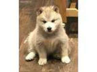 Alaskan Malamute Puppy for sale in Grand Junction, CO, USA