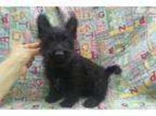 Scottish Terrier Puppy for sale in Canton, OH, USA