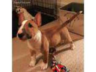 Bull Terrier Puppy for sale in Appleton, WI, USA