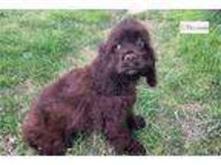 Cocker Spaniel Puppy for sale in Fort Worth, TX, USA