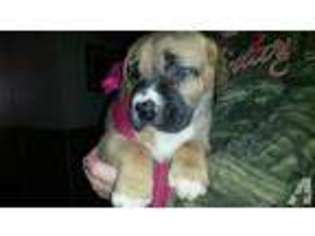 Mutt Puppy for sale in ROY, WA, USA