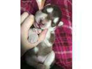 Alaskan Malamute Puppy for sale in Osceola, IN, USA