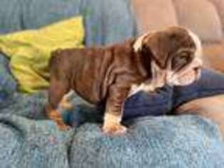 Bulldog Puppy for sale in Tempe, AZ, USA