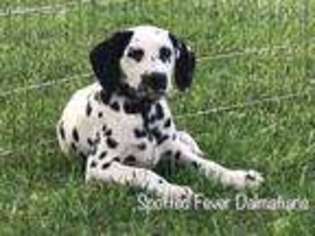 Dalmatian Puppy for sale in Laquey, MO, USA