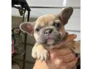 French Bulldog Puppy for sale in Wathena, KS, USA