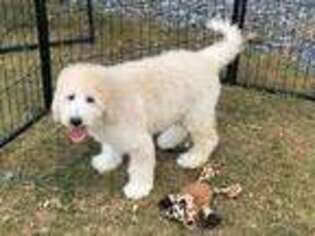 Goldendoodle Puppy for sale in Blacksburg, VA, USA