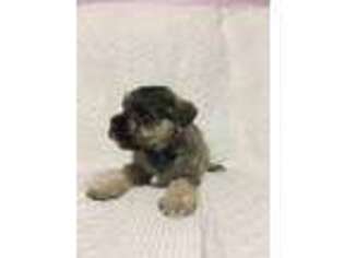 Mutt Puppy for sale in Loogootee, IN, USA