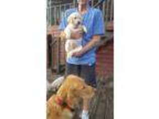 Golden Retriever Puppy for sale in Altha, FL, USA