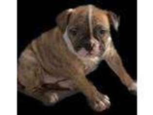 American Bulldog Puppy for sale in Toledo, OH, USA
