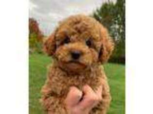 Goldendoodle Puppy for sale in Memphis, MI, USA