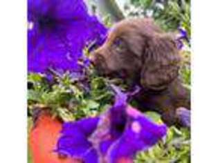 Dachshund Puppy for sale in Columbus, OH, USA