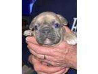 French Bulldog Puppy for sale in Petersburg, WV, USA