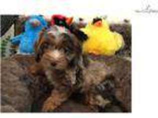 Cock-A-Poo Puppy for sale in West Palm Beach, FL, USA