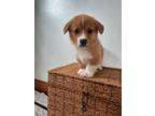 Pembroke Welsh Corgi Puppy for sale in Washington, IN, USA