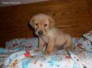 Labrador Retriever Puppy for sale in Ione, WA, USA
