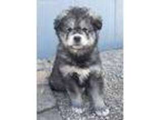 Alaskan Malamute Puppy for sale in Newberry Springs, CA, USA