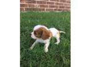 Cavalier King Charles Spaniel Puppy for sale in Nevada, TX, USA