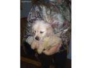 Golden Retriever Puppy for sale in Oberlin, OH, USA