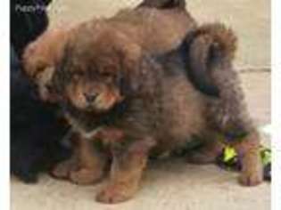 Tibetan Mastiff Puppy for sale in Evansville, IN, USA