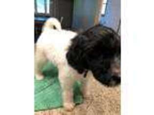 Labradoodle Puppy for sale in Kewanee, IL, USA
